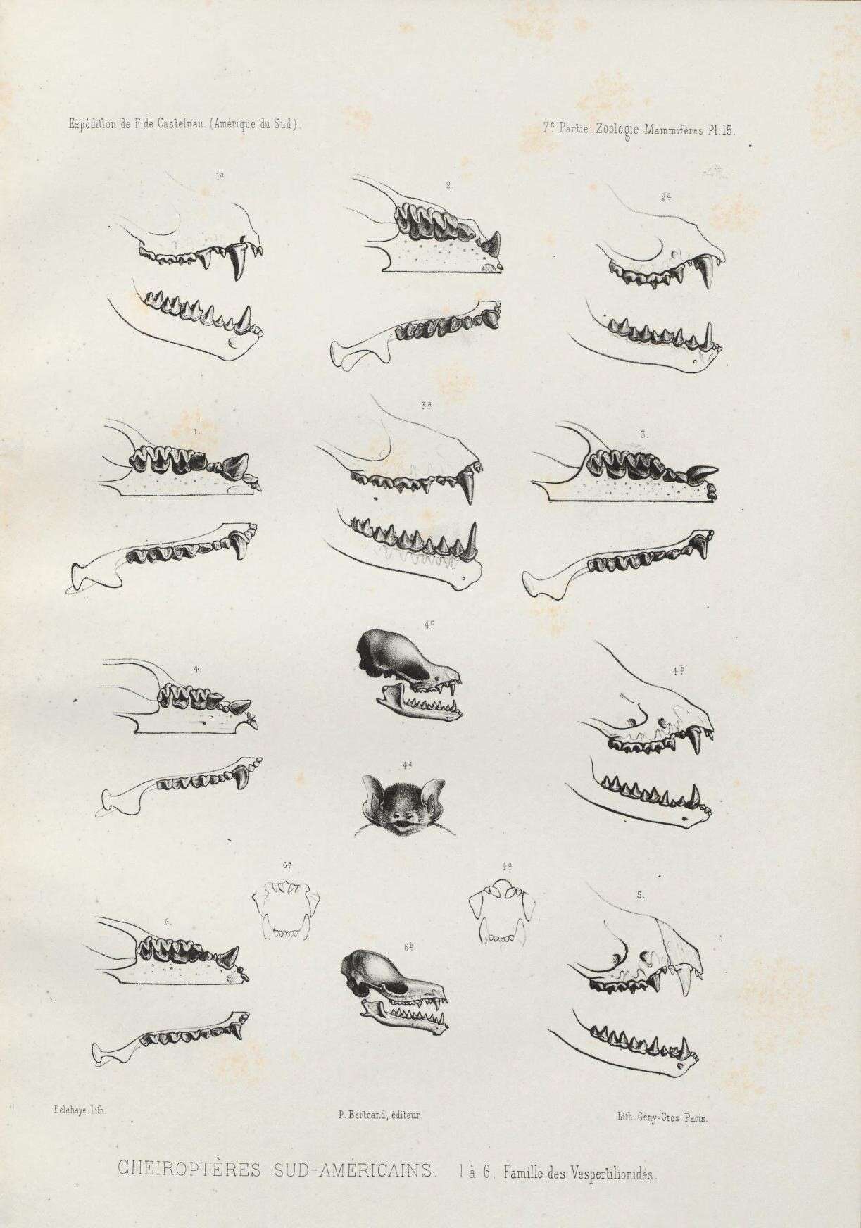 Image of evening bats and vesper bats