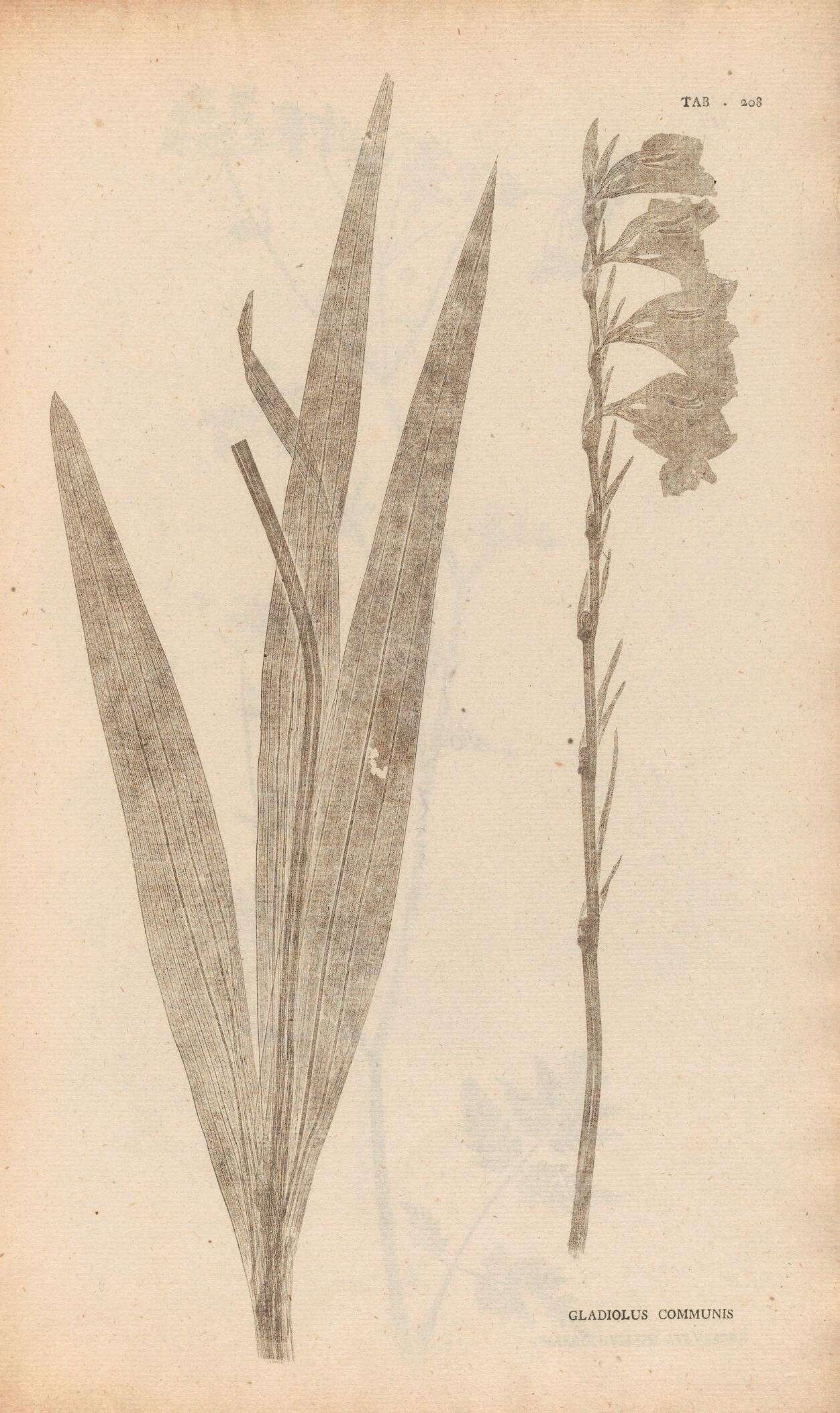 Image of cornflag