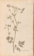 Imagem de Chaerophyllum bulbosum L.