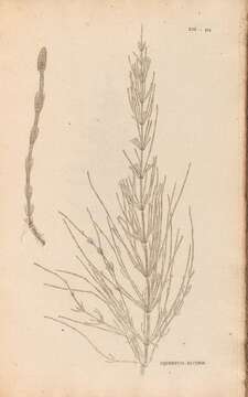 Image of field horsetail