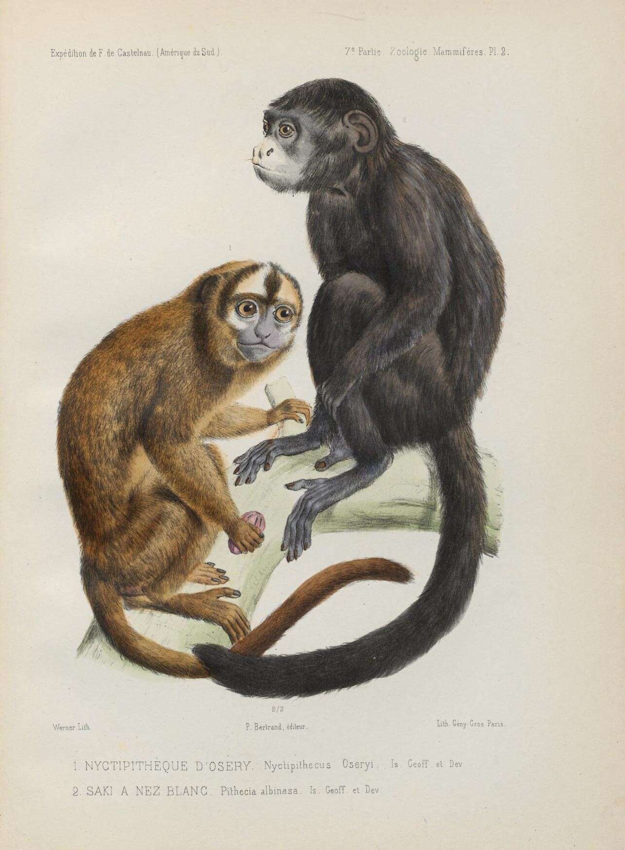 Image of Colombian Gray Night Monkey