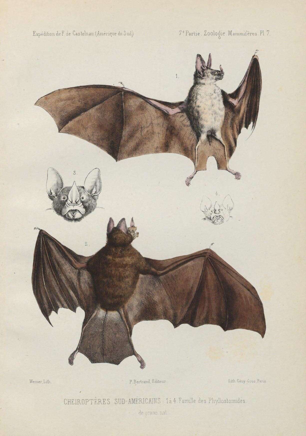 Image of New World leaf-nosed bats