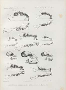 Image of New World leaf-nosed bats