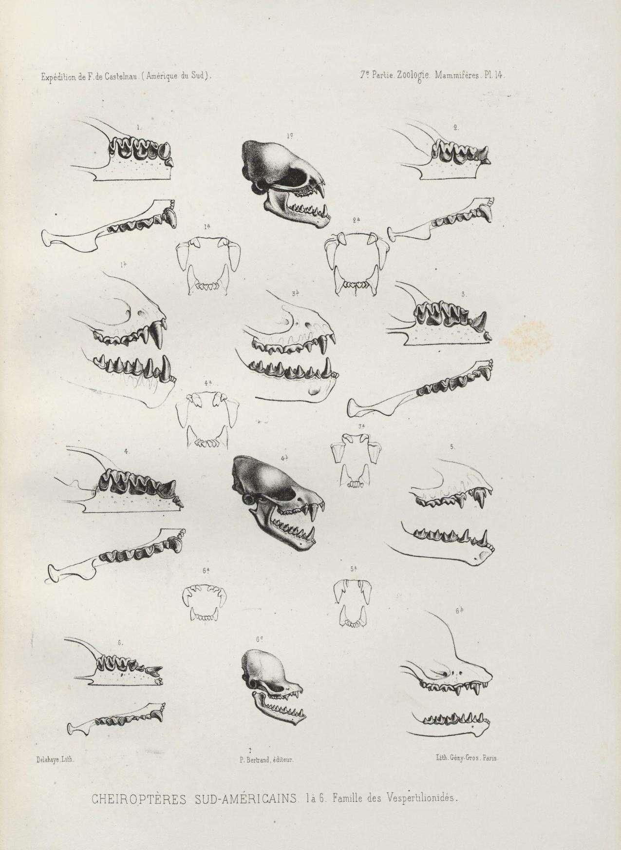 Image of evening bats and vesper bats