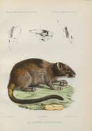 Image of brush-tailed rat