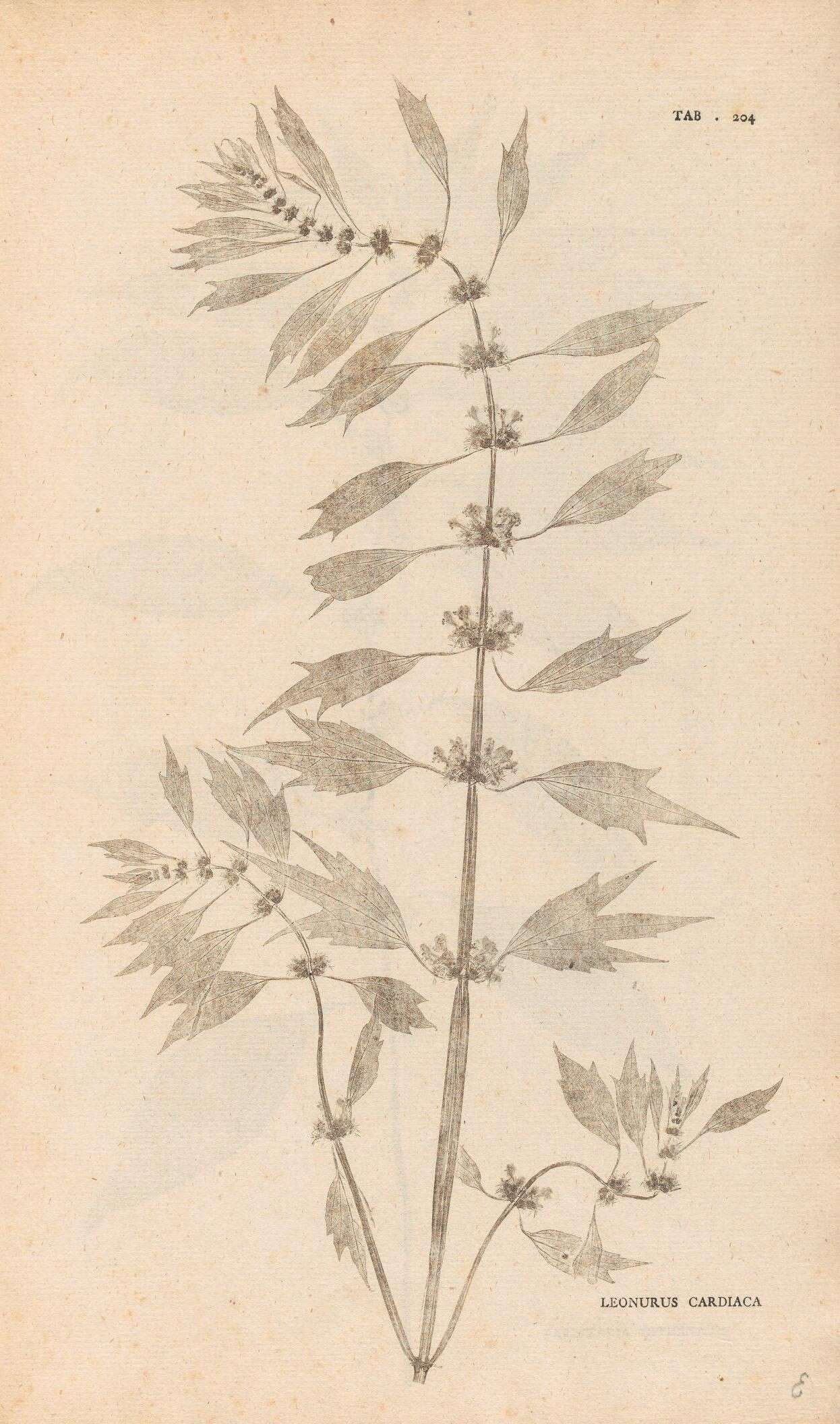 Image of common motherwort