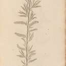 Image of Salix alba mas