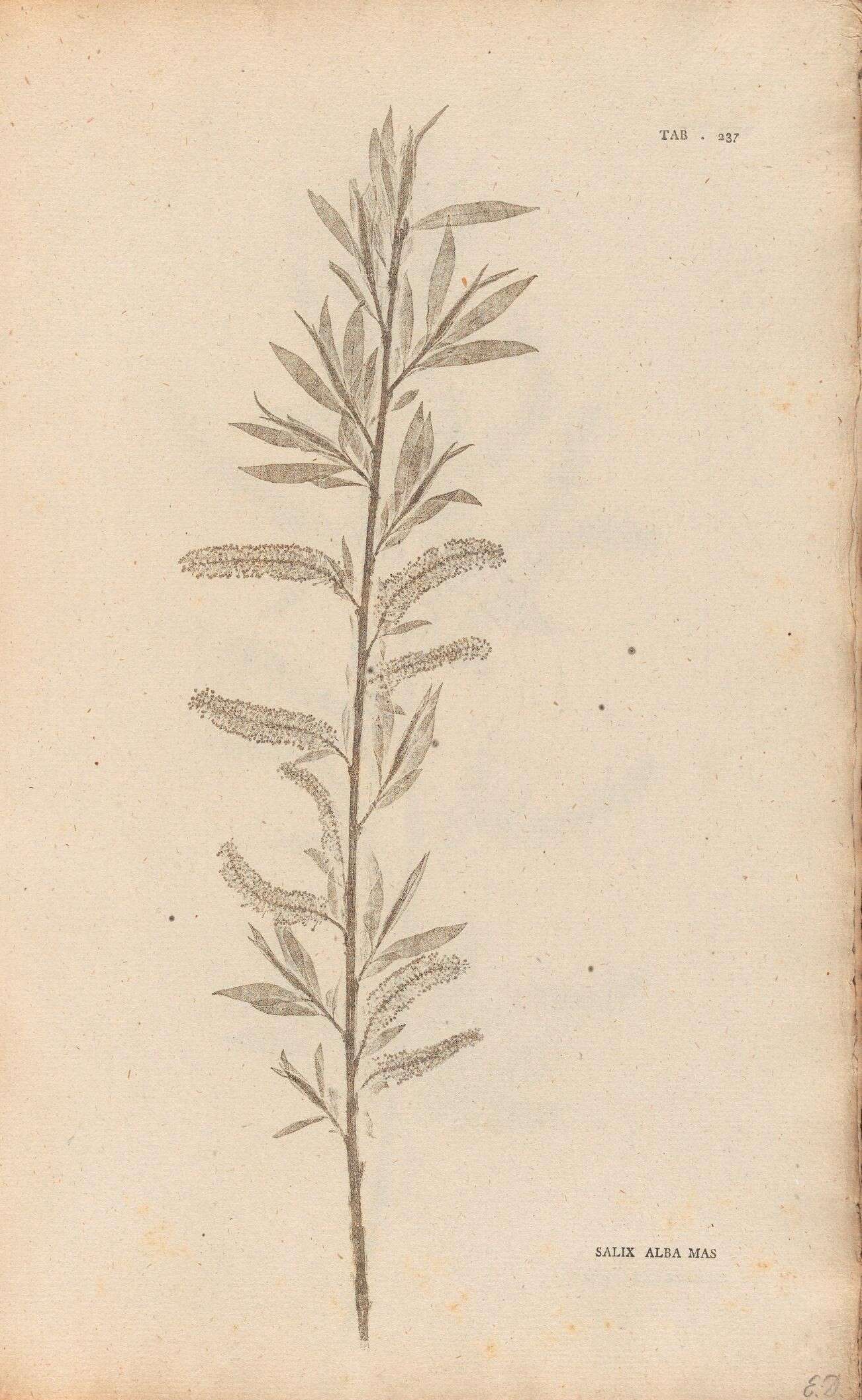 Image of Salix alba mas