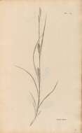 Image of Hairy Sedge