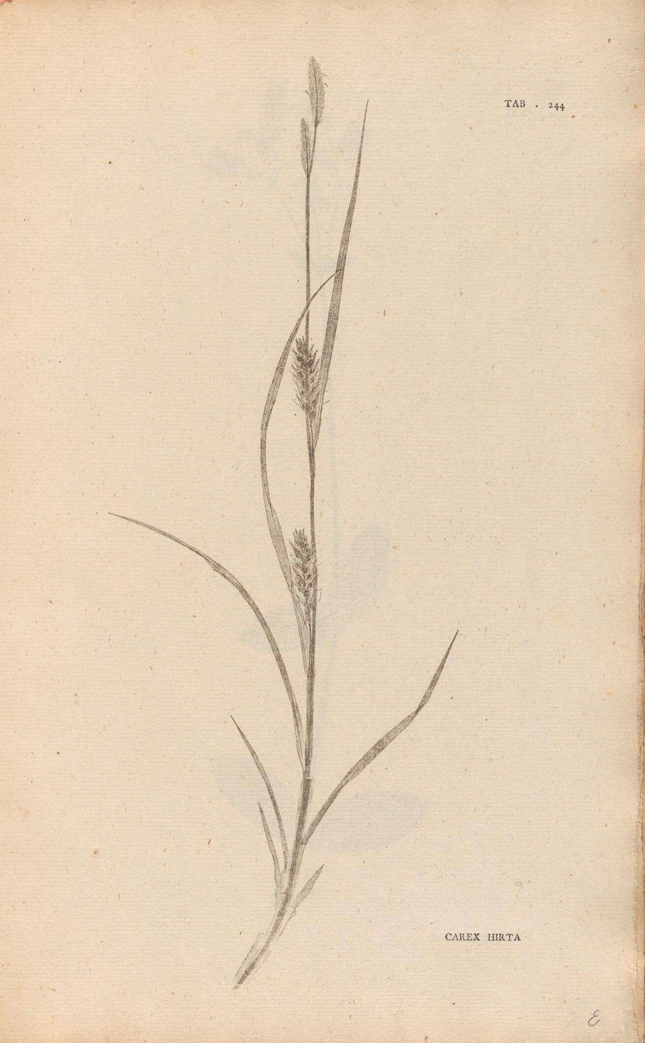 Image of Hairy Sedge