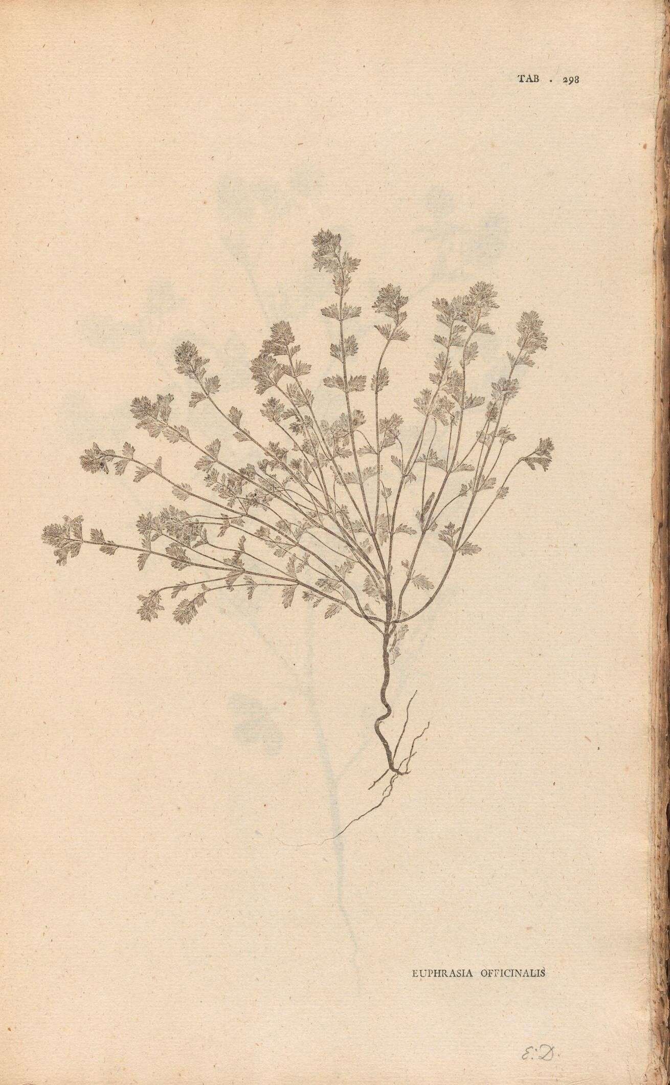 Imagem de Euphrasia officinalis L.