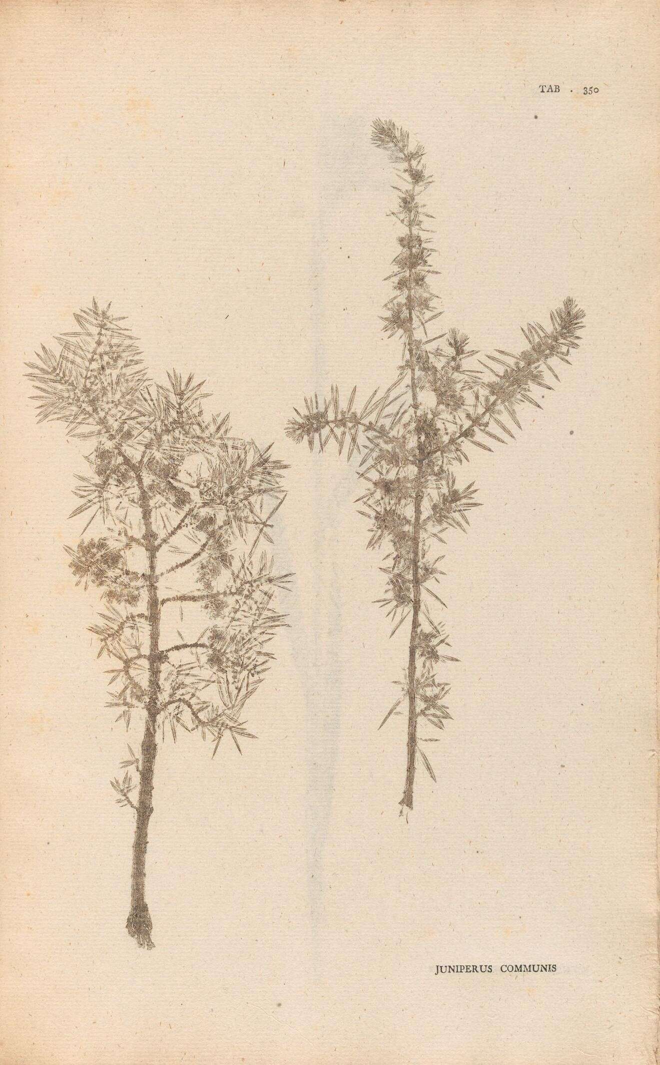 Image of Common Juniper