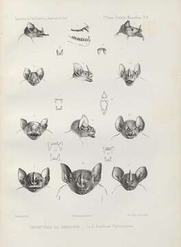 Image of New World leaf-nosed bats