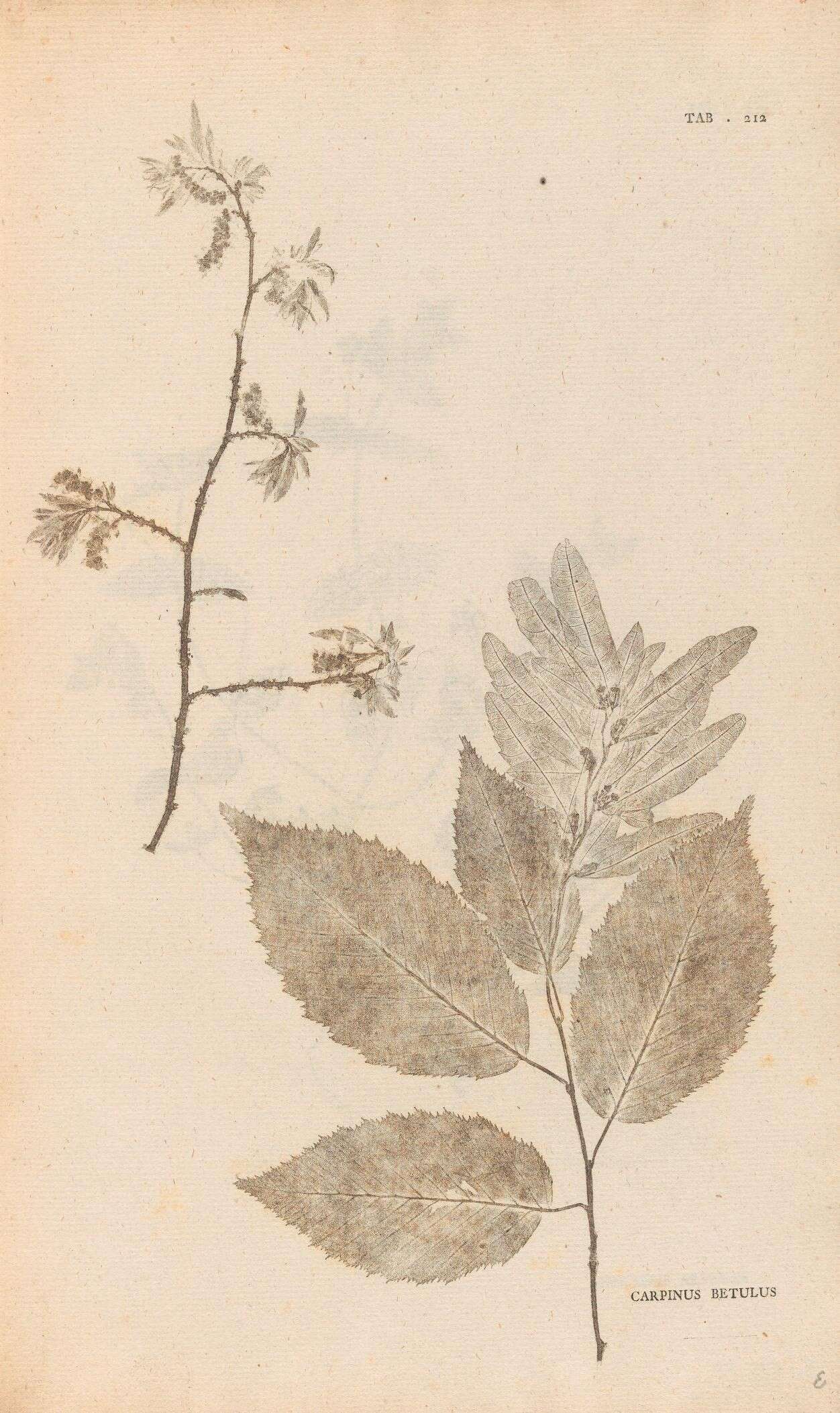 Image of European hornbeam