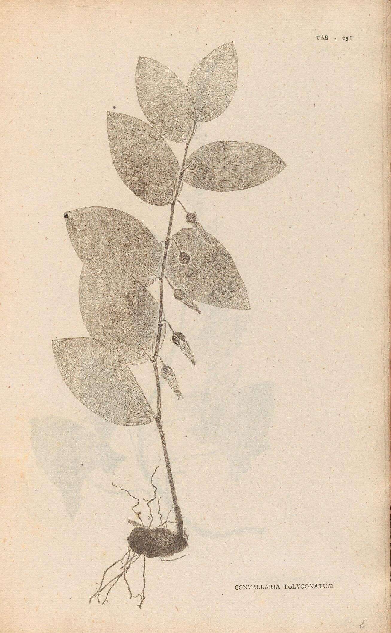 Image of Polygonatum odoratum var. odoratum