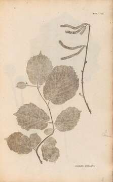 Image of Cobnut