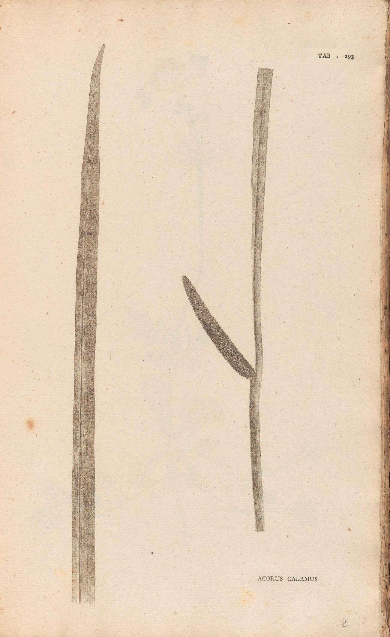 Imagem de Acoraceae