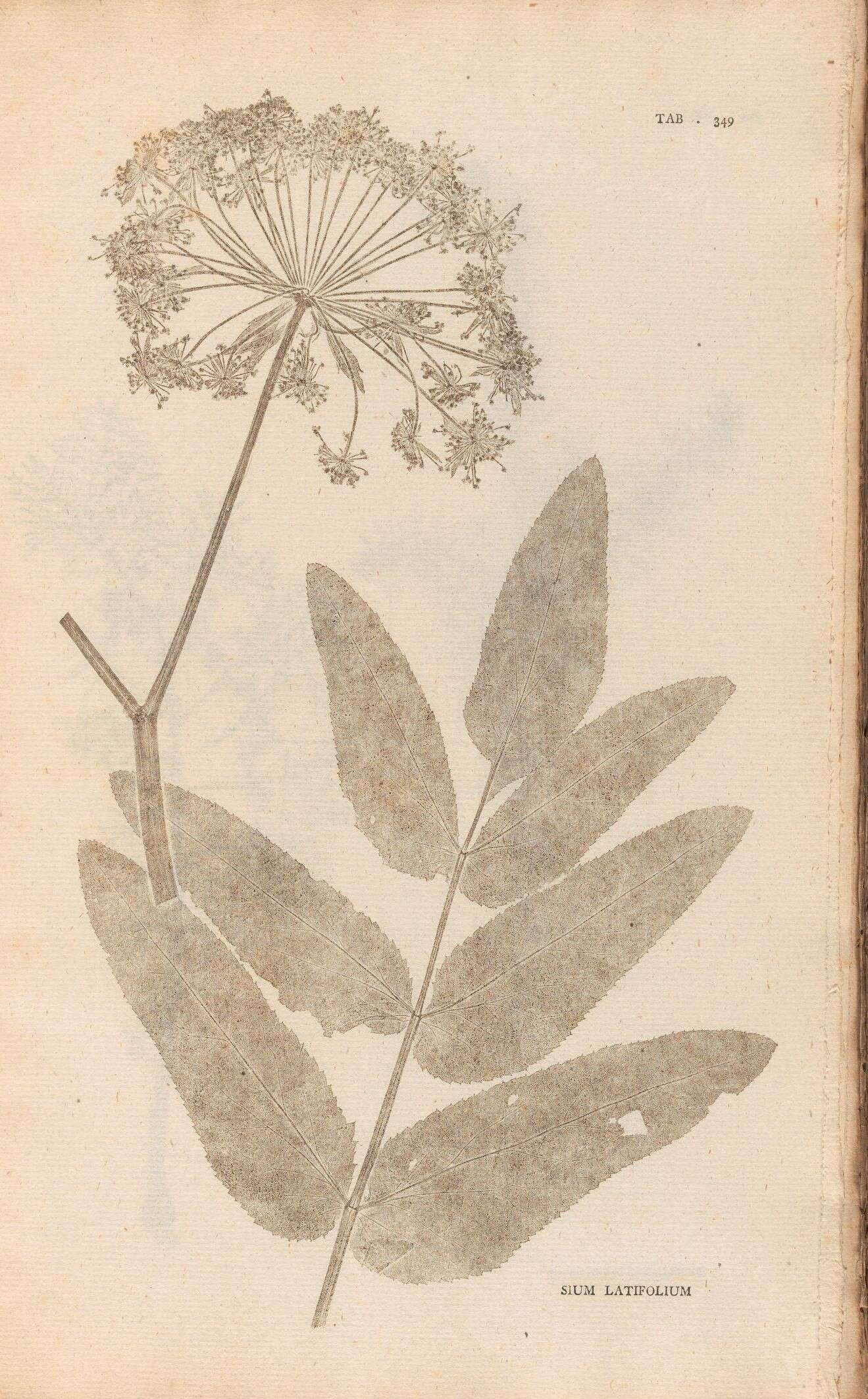Imagem de Sium latifolium L.