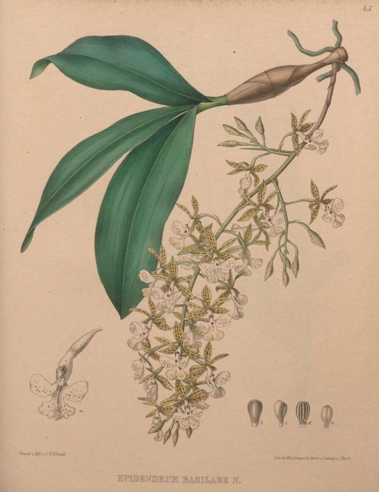 Image of Mr. Stamford’s Epidendrum