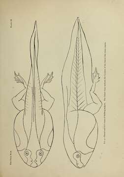 Слика од Lithobates catesbeianus (Shaw 1802)