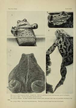 Image of western toad