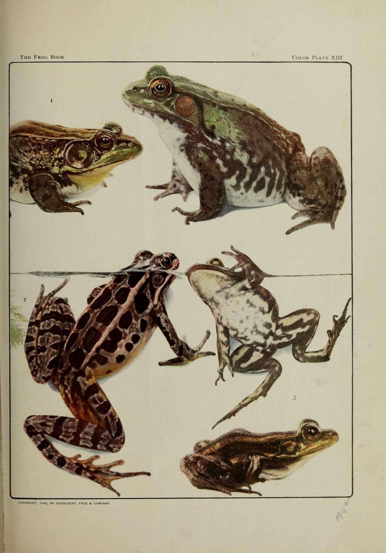 Imagem de Lithobates palustris (Le Conte 1825)