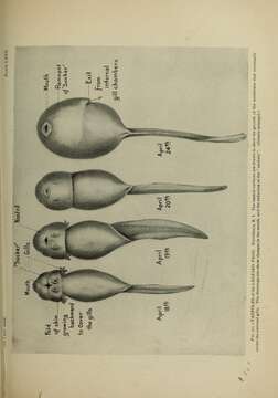 Sivun Lithobates pipiens (Schreber 1782) kuva