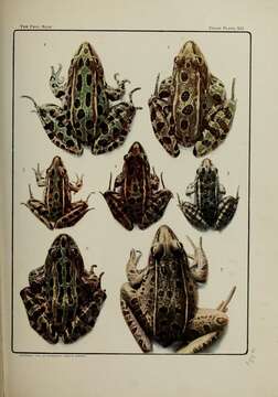 Image of Northern Leopard Frog