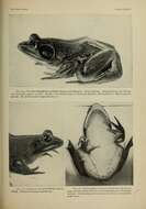Sivun Lithobates grylio (Stejneger 1901) kuva
