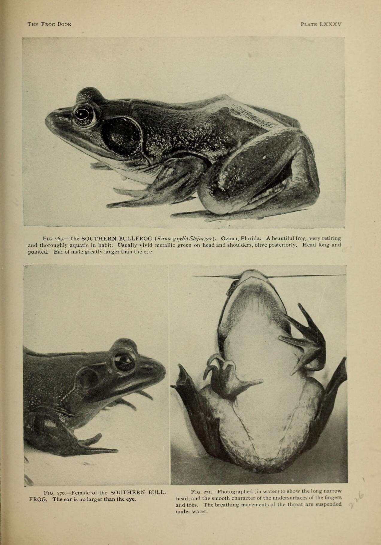 Image of Pig Frog