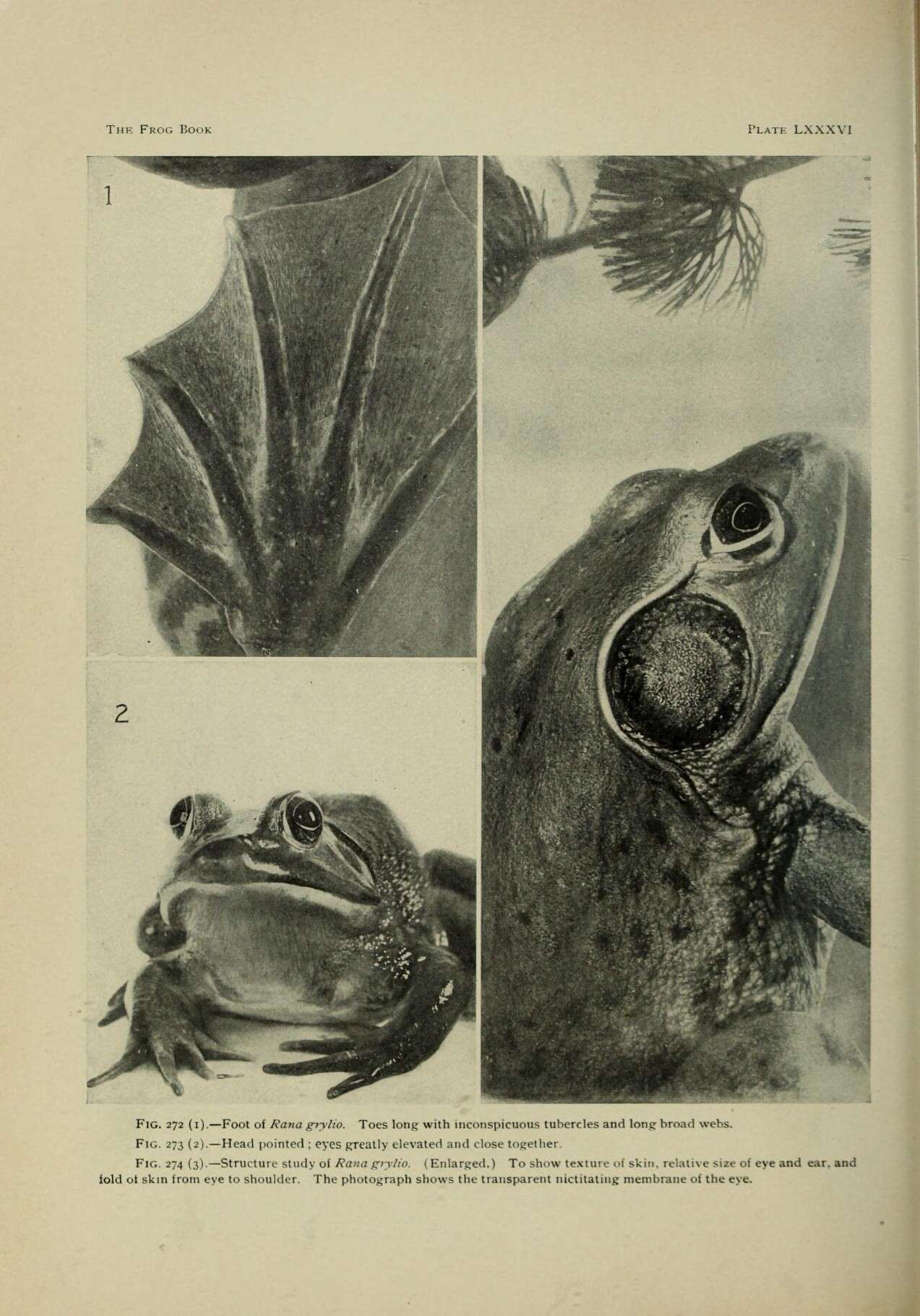Imagem de Lithobates grylio (Stejneger 1901)