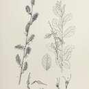 Image of <i>Salix</i> lapponum × Salix <i>repens</i>