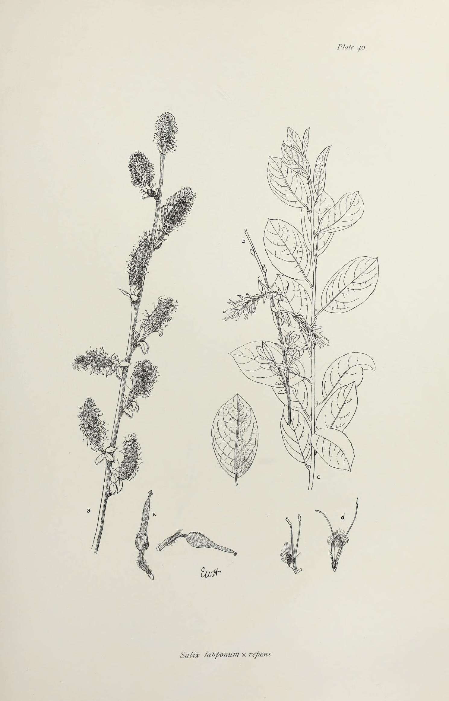 <i>Salix</i> lapponum × Salix <i>repens</i> resmi
