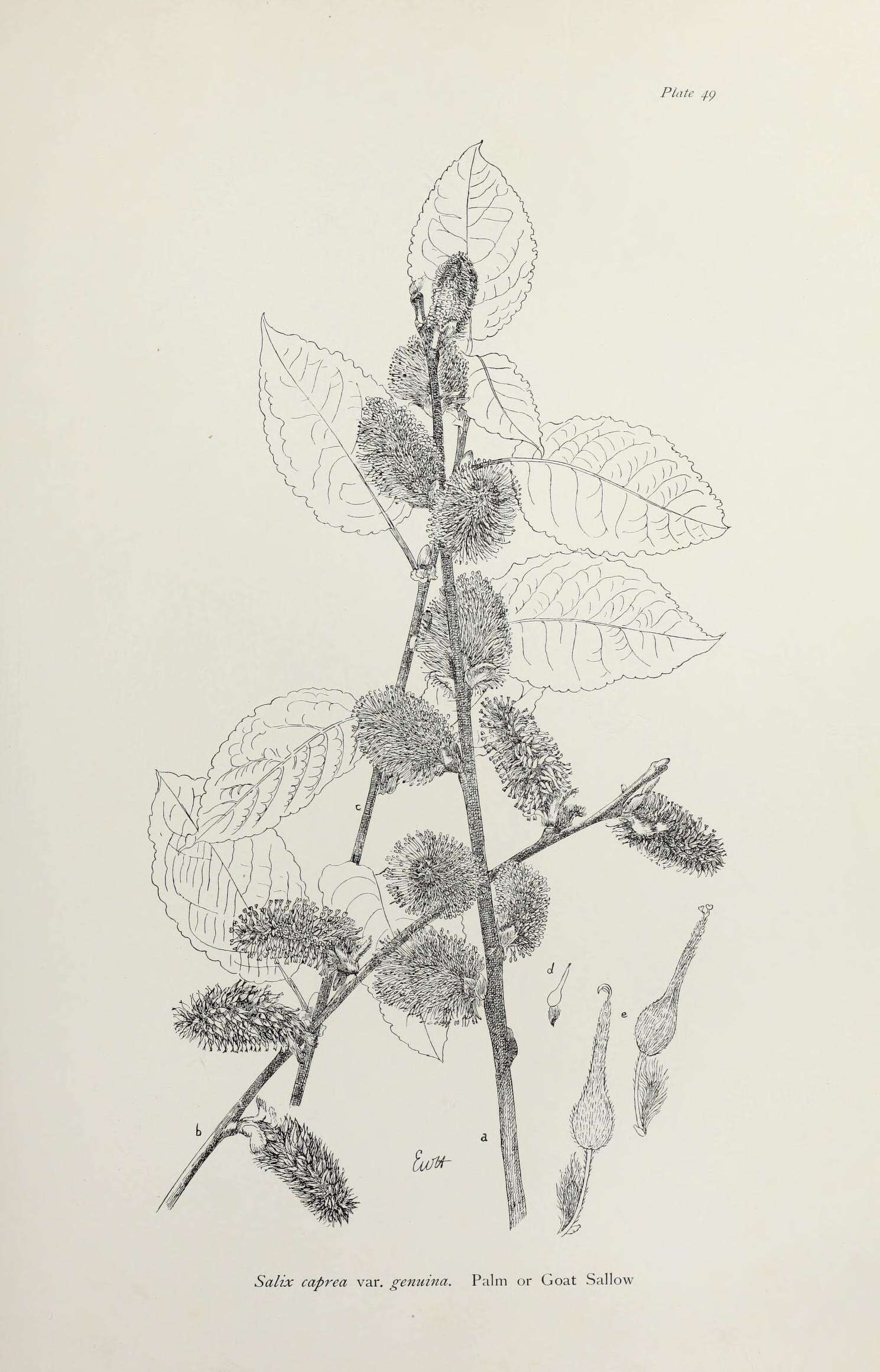 Imagem de Salix caprea L.