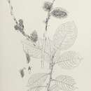 Image of <i>Salix</i> caprea × Salix <i>lanata</i>