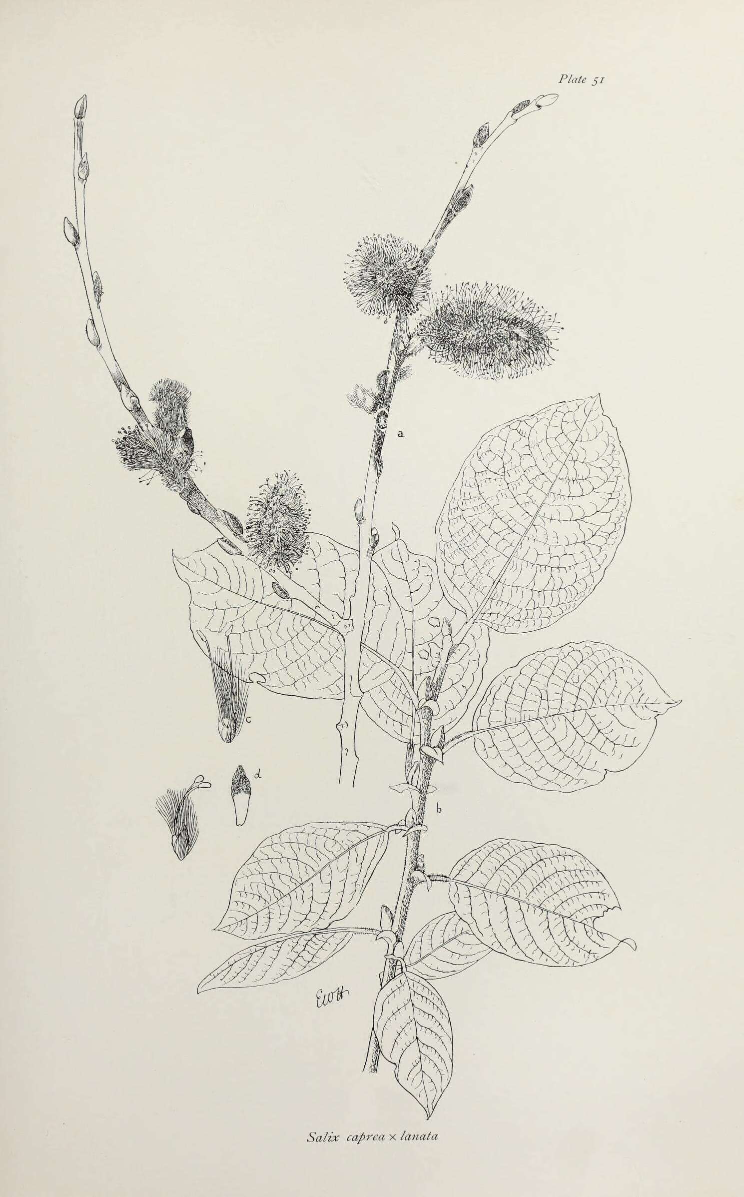 Imagem de <i>Salix</i> caprea × Salix <i>lanata</i>