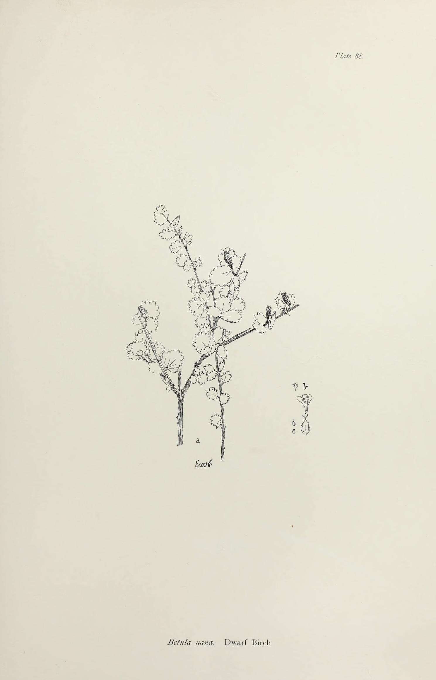 Image of Arctic dwarf birch