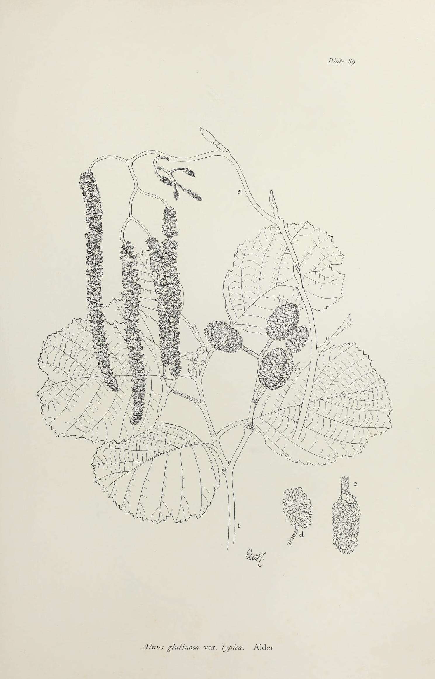 Image of European alder