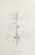 Urtica pilulifera L.的圖片