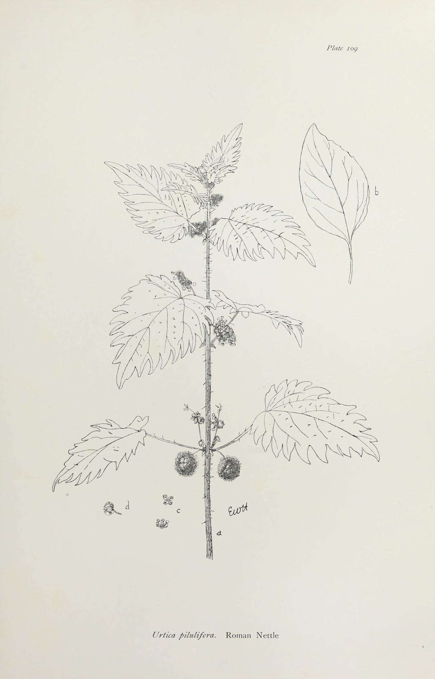 Urtica pilulifera L.的圖片