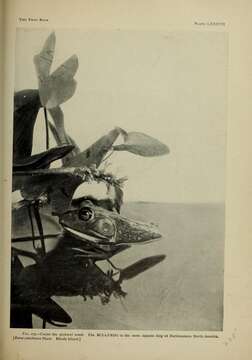 Image of American Bullfrog