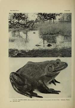 Image of American Bullfrog