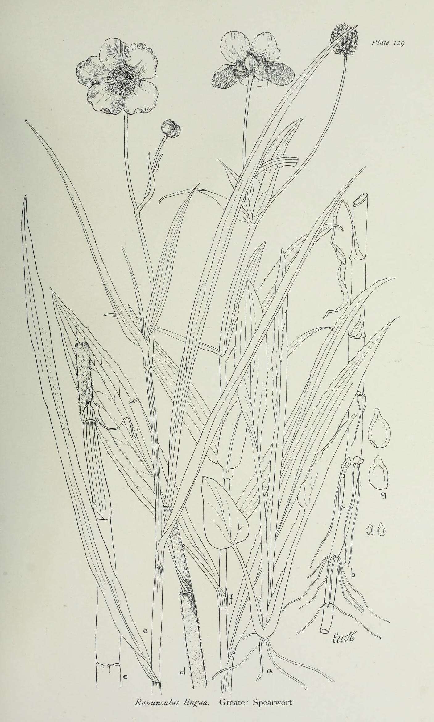 Image of Greater Spearwort