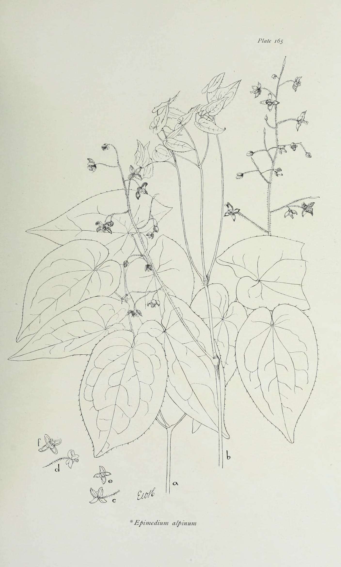 Image de Epimedium alpinum L.