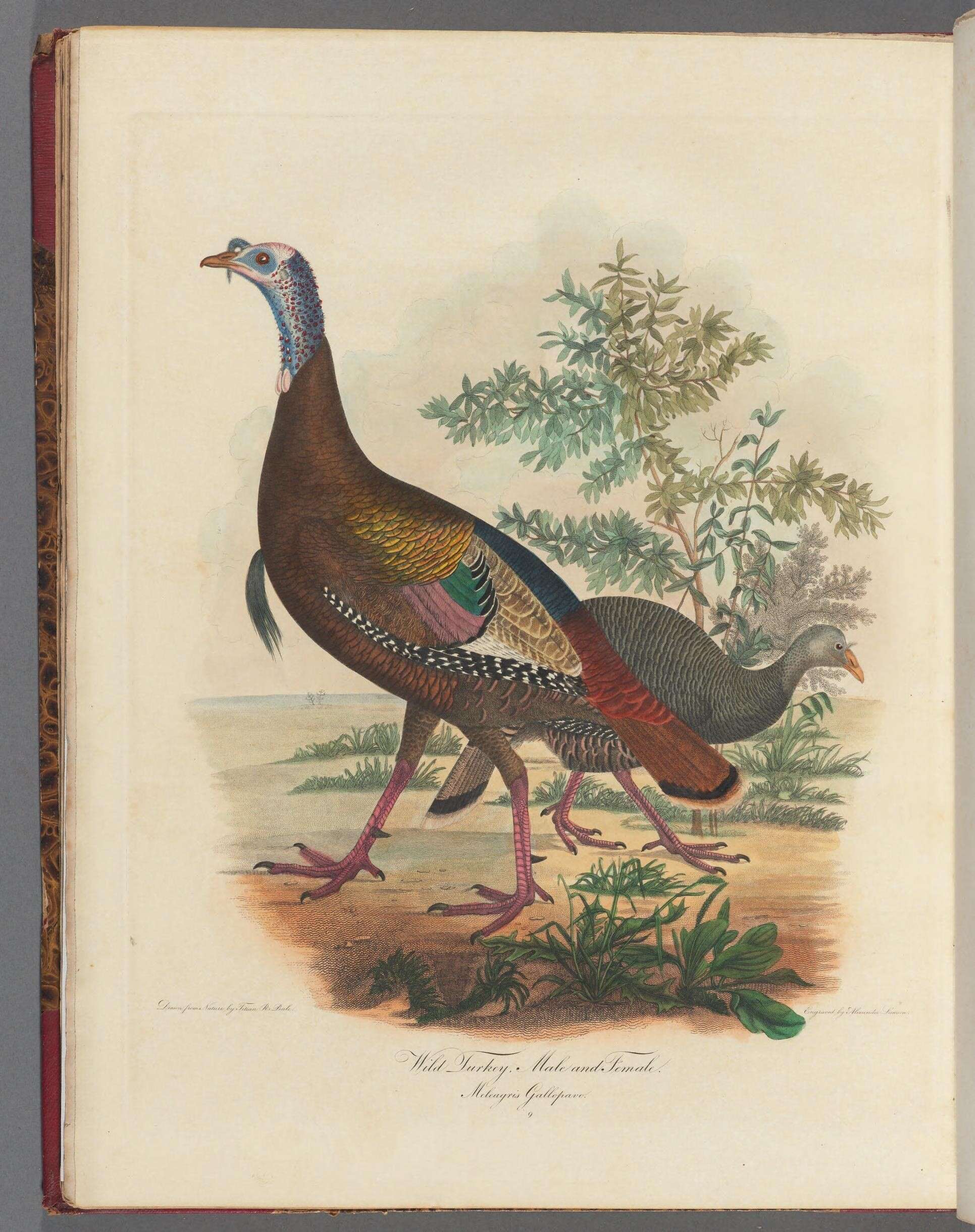 Imagem de Meleagris gallopavo Linnaeus 1758