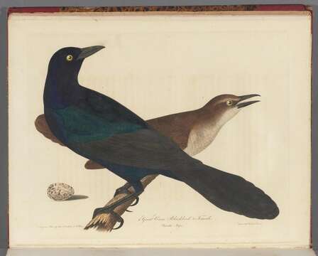 Image of Boat-tailed Grackle