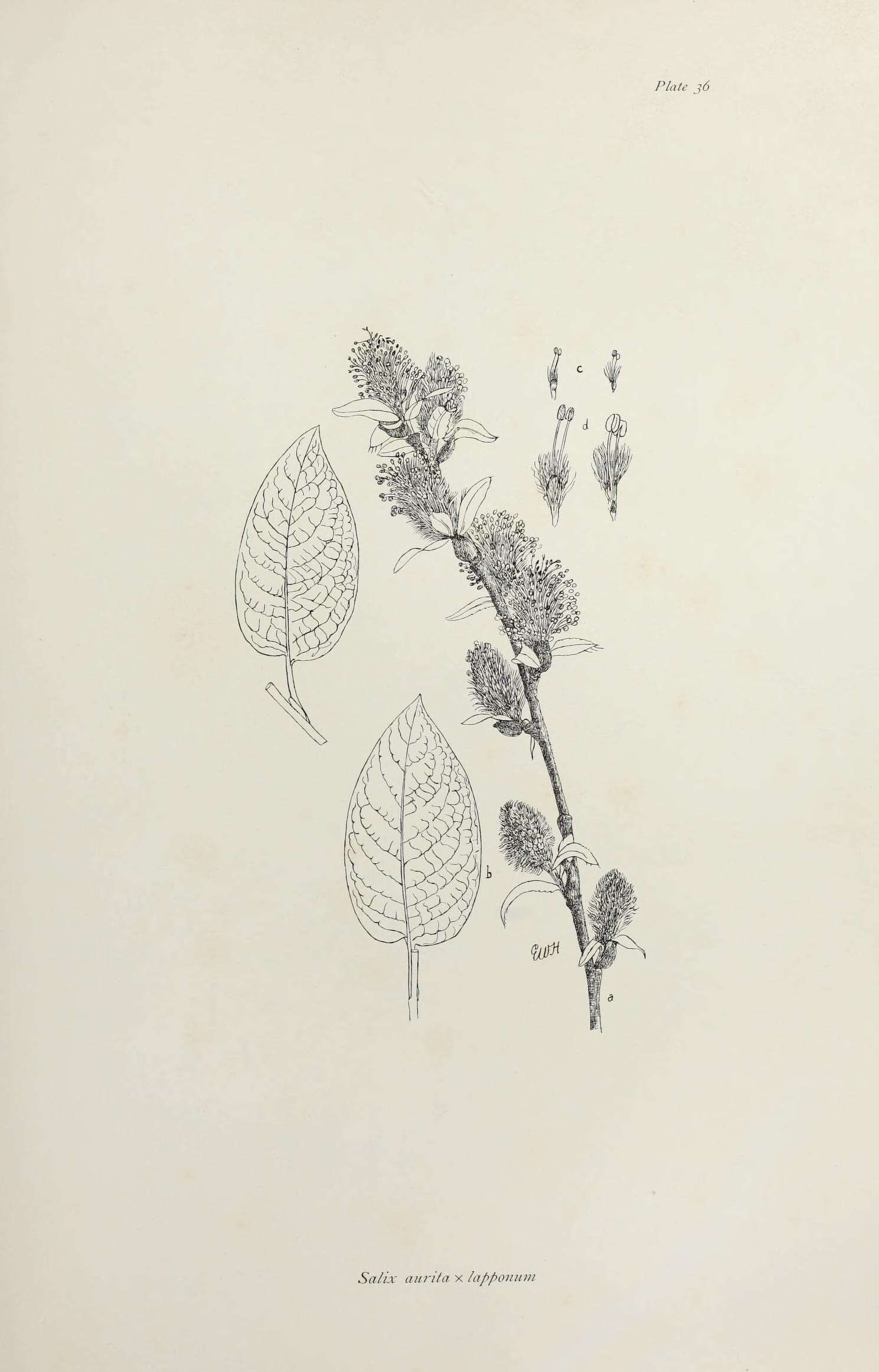 Image of <i>Salix</i> aurita × Salix <i>lapponum</i>