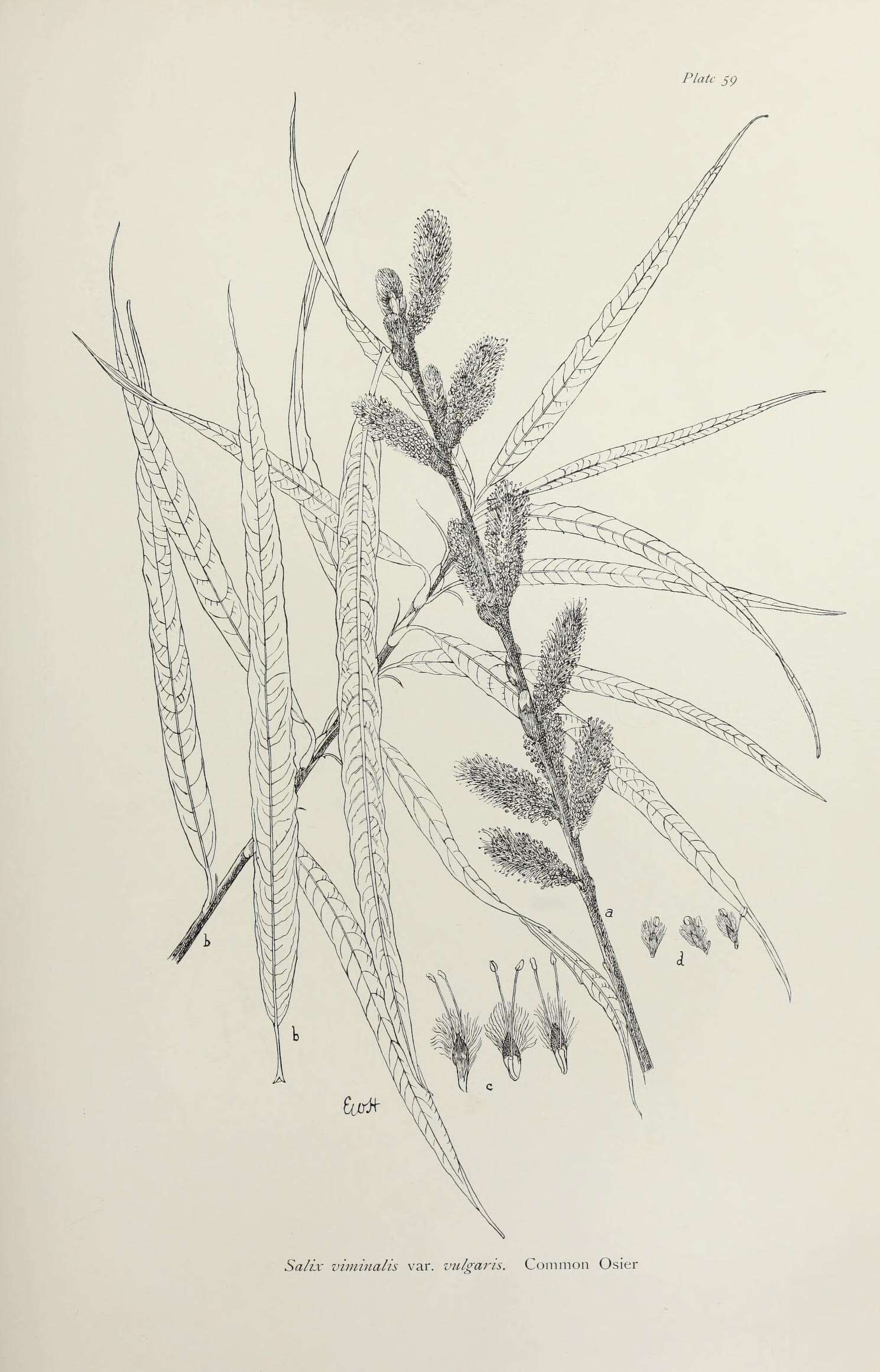 Imagem de Salix viminalis L.