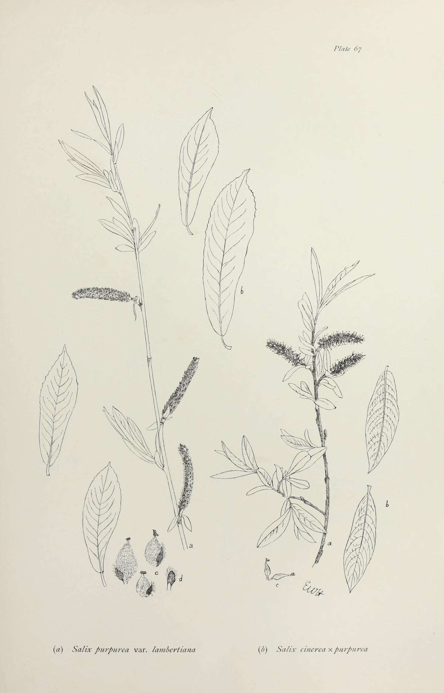Imagem de <i>Salix</i> cinerea × Salix <i>purpurea</i>