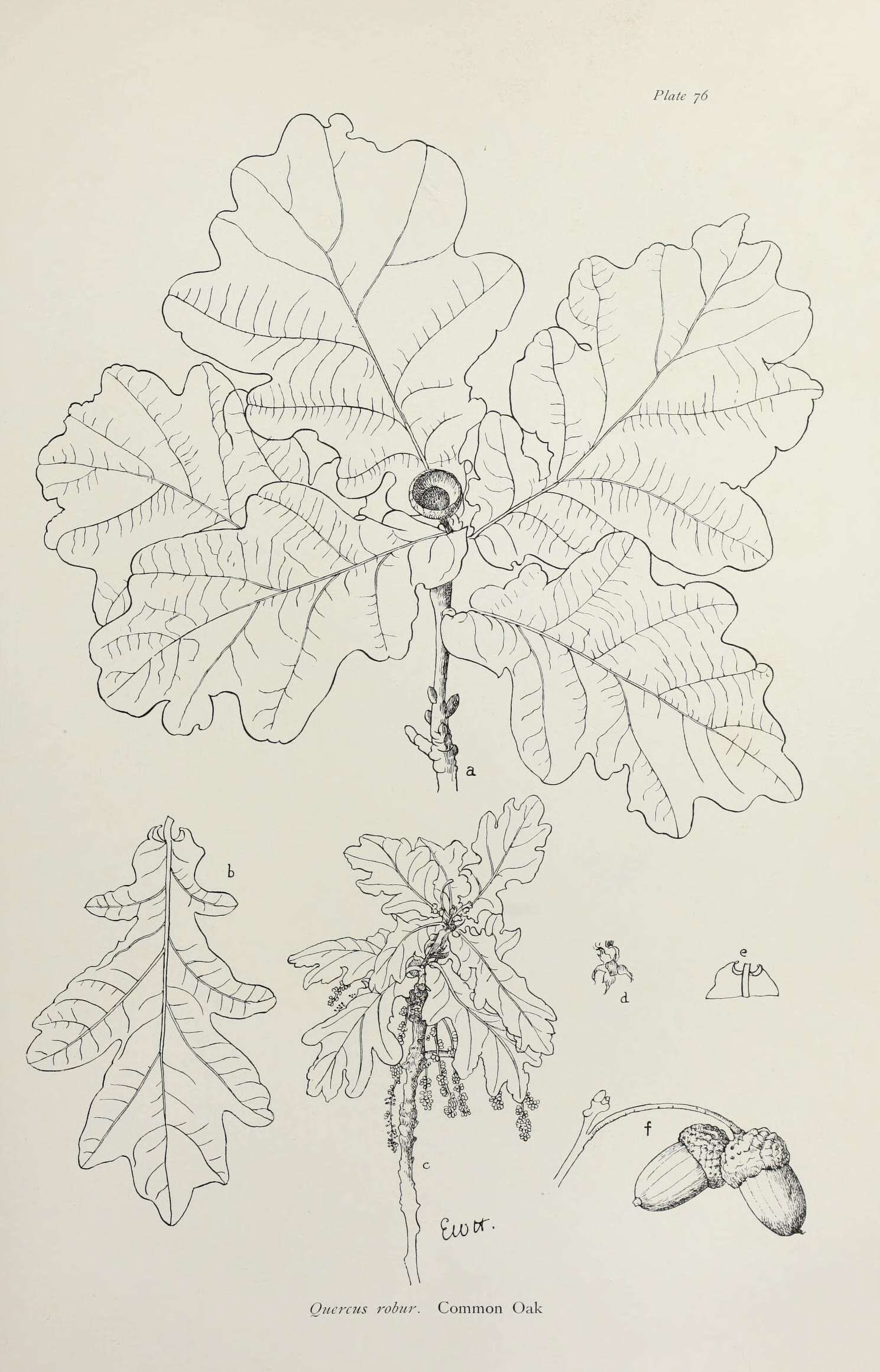 Image of English oak
